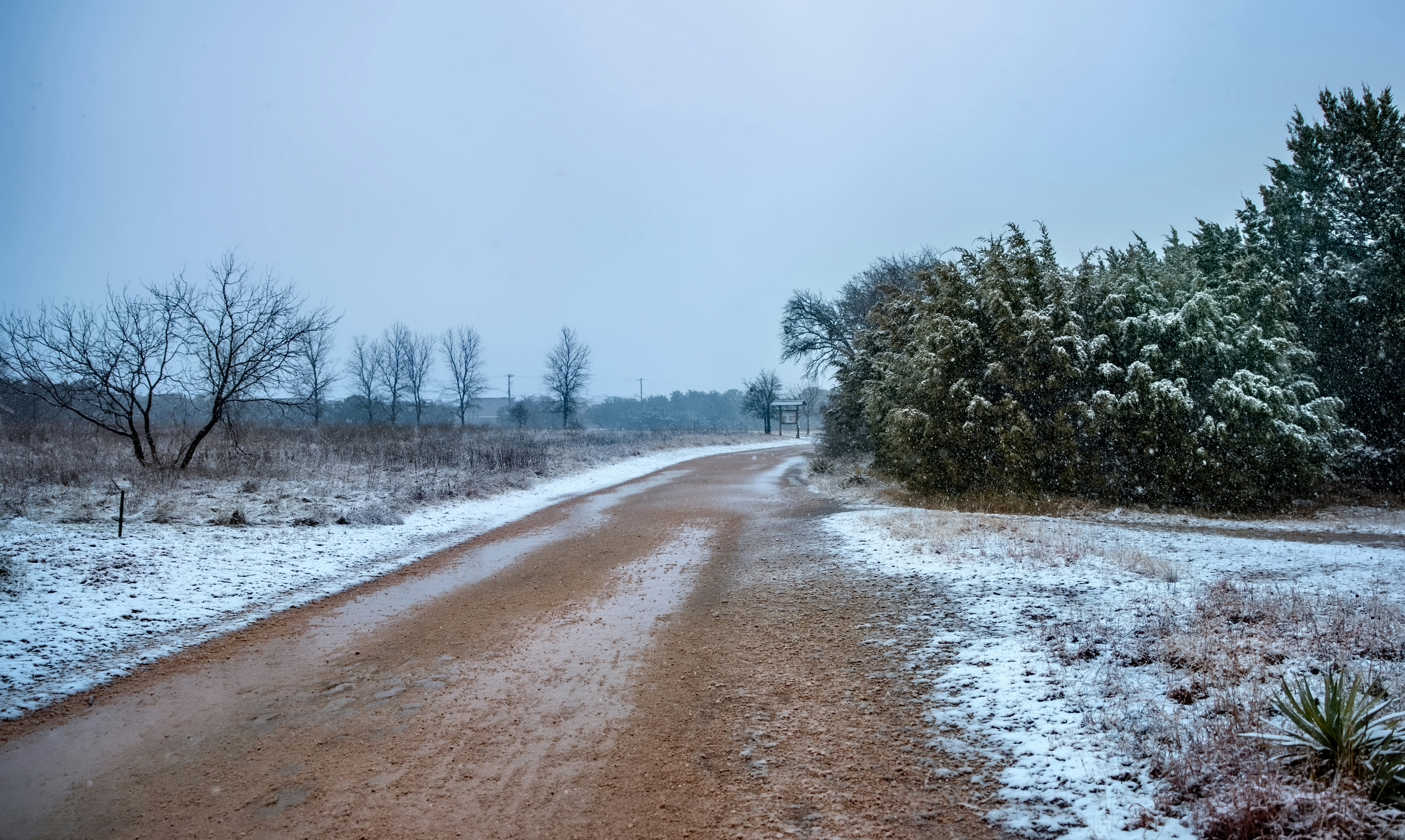 green trees on snow covered ground during daytime