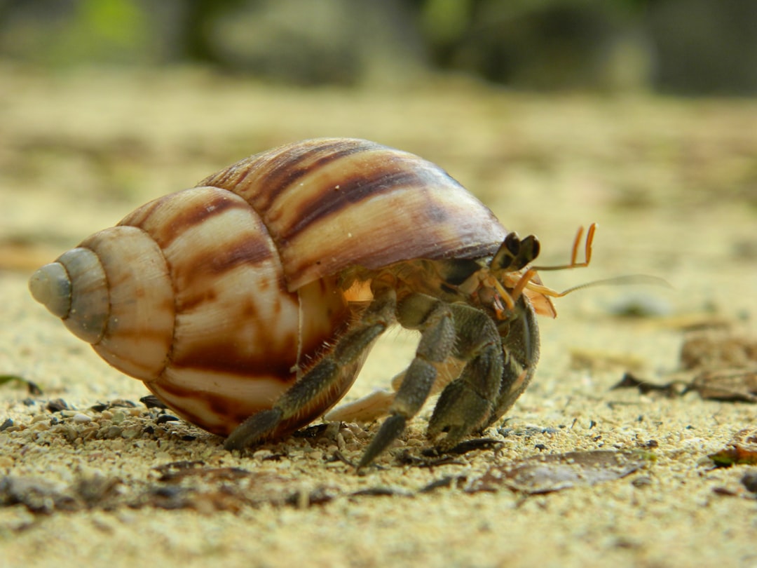 brown and white snail on brown sand during daytime