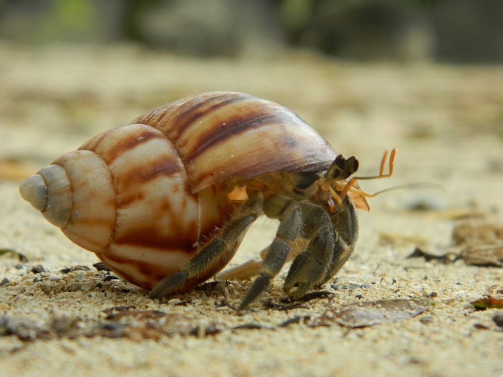 escargot brun et blanc sur sable brun pendant la journée