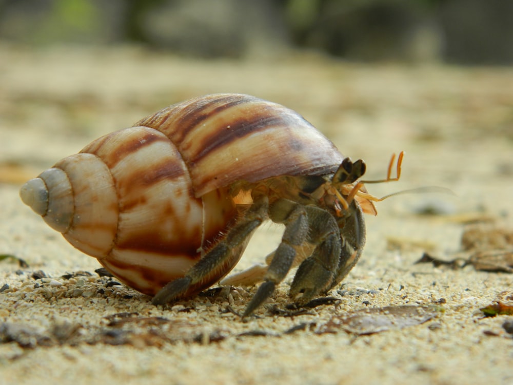 brown and white snail on brown sand during daytime