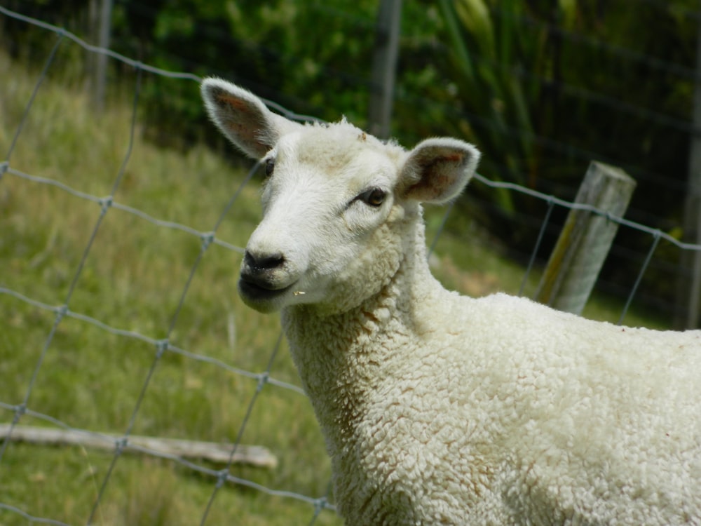 white sheep on green grass field during daytime