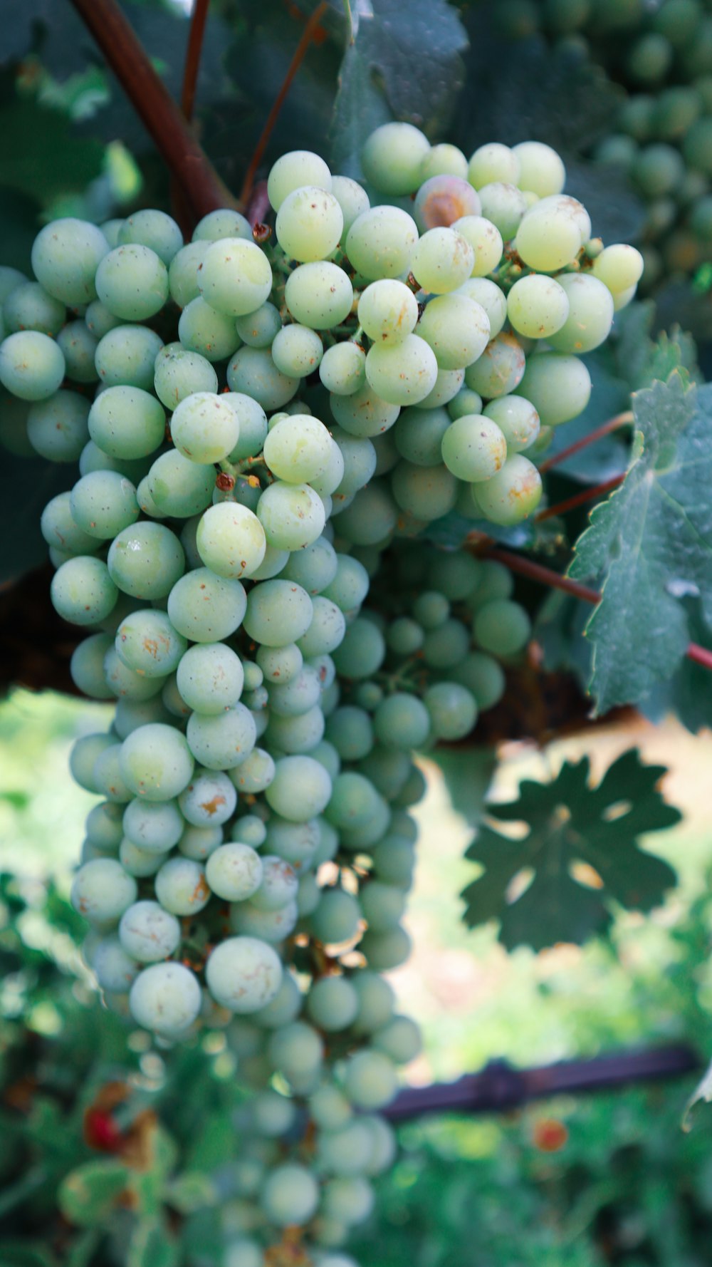 green grapes on brown wooden stick