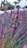 purple flower in tilt shift lens