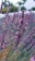 purple flower in tilt shift lens