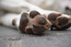 brown and white dog paw on gray concrete floor