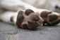 brown and white dog paw on gray concrete floor