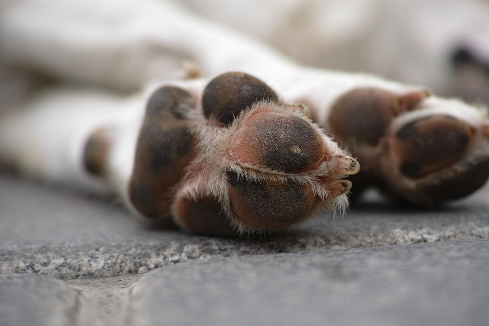 Patte de chien marron et blanc sur sol en béton gris