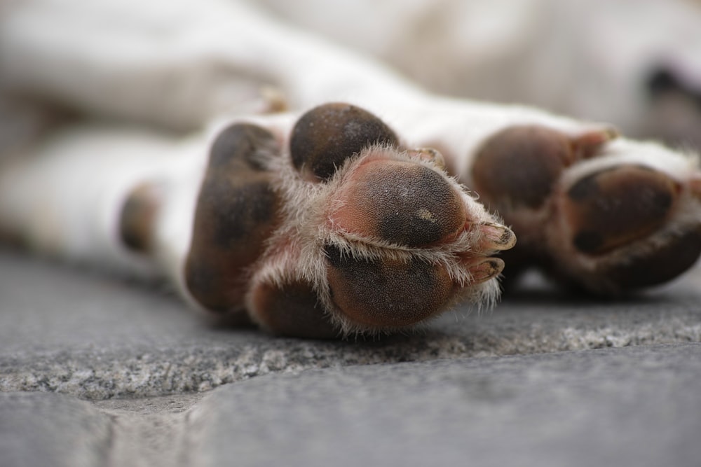 brown and white dog paw on gray concrete floor