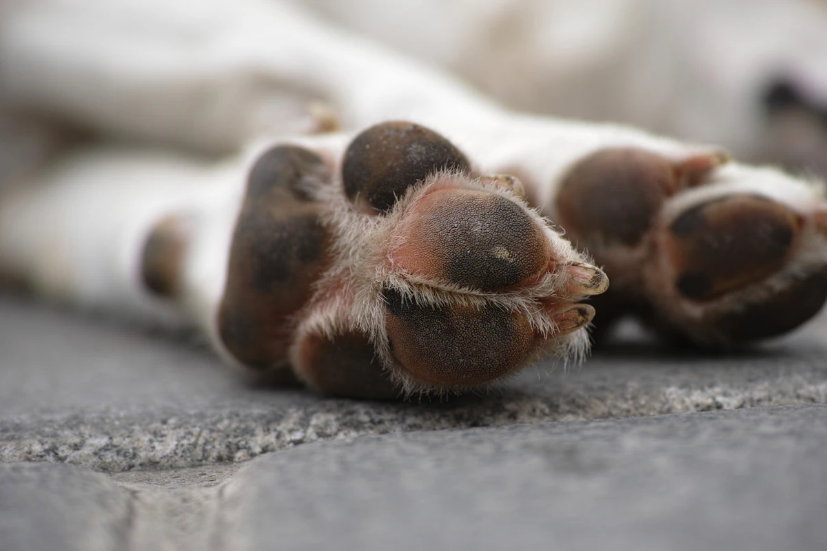 Close-up of a dog's paw and nails — dog nail bleeding cut too short