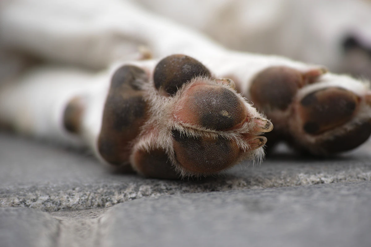 Zampa di cane marrone e bianca su pavimento in cemento grigio
