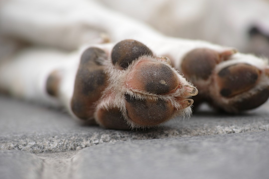 brown and white dog paw on gray concrete floor