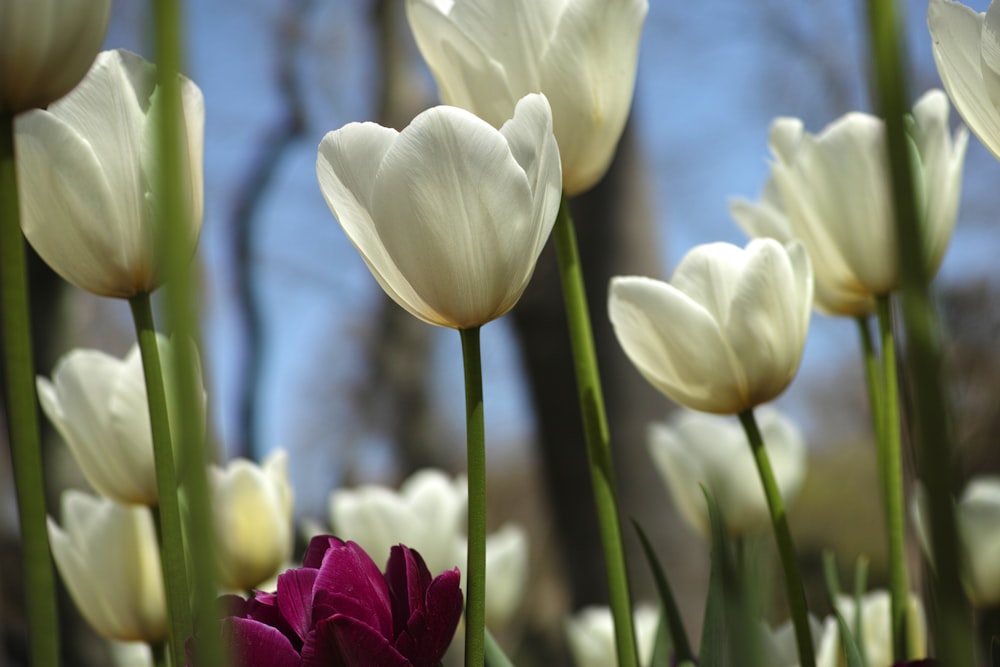 white and purple tulips in bloom during daytime