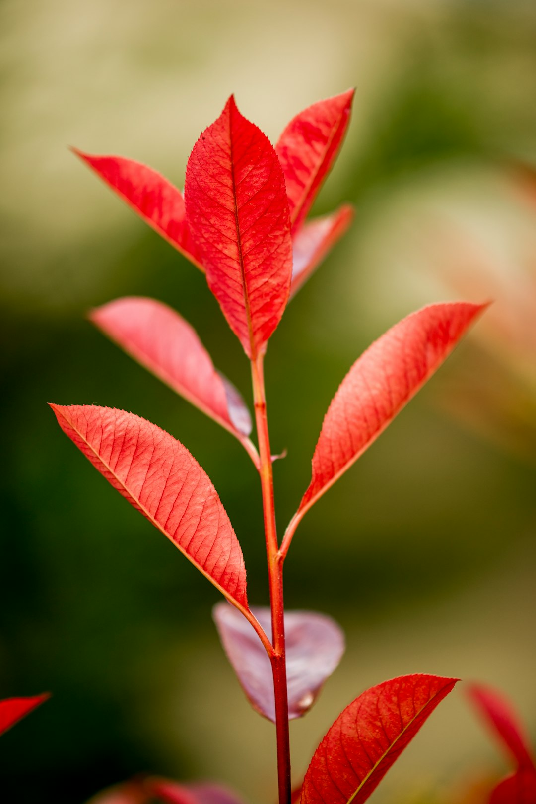 red leaf in tilt shift lens