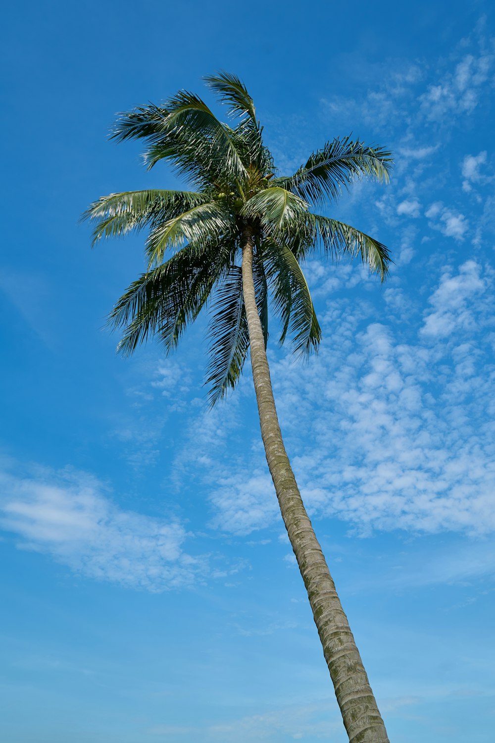 green palm tree under blue sky during daytime