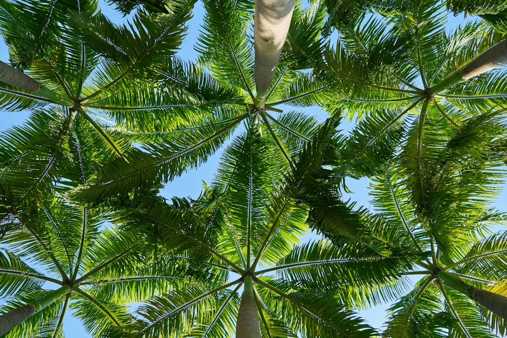 green palm tree during daytime