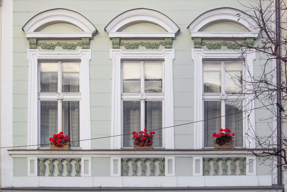 red flowers on white concrete building