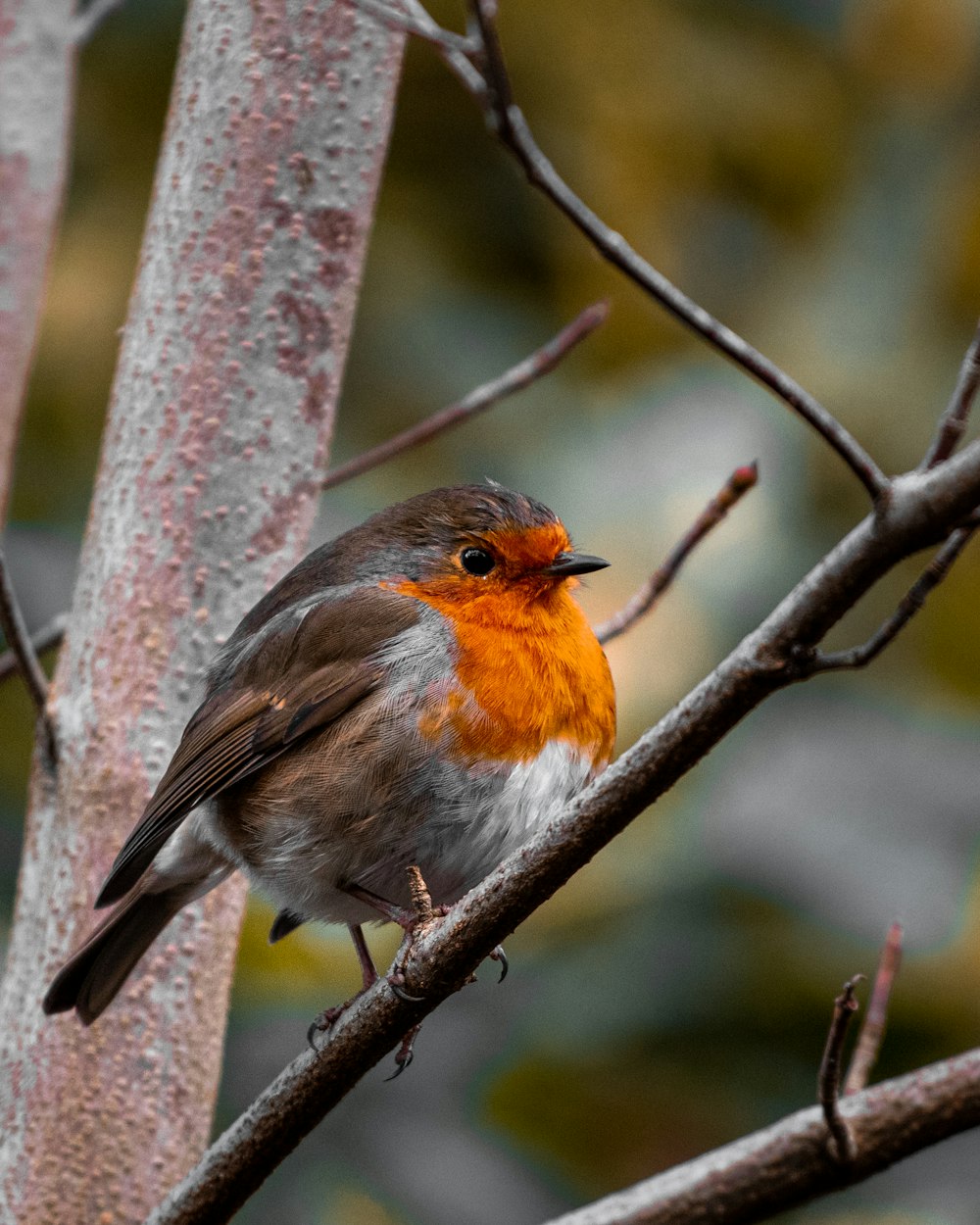 orange and gray bird on tree branch