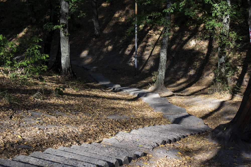 brown wooden pathway in between trees during daytime