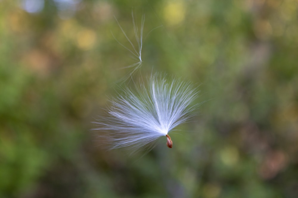 white dandelion in close up photography