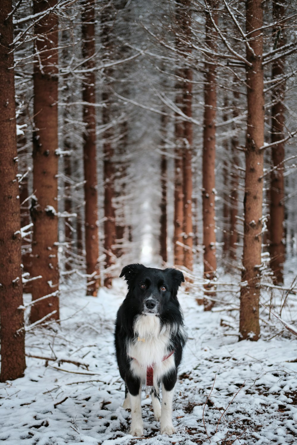 border collie preto e branco no solo coberto de neve durante o dia