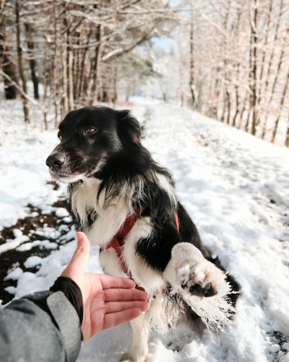 black and white border collie on snow covered ground during daytime