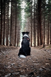 family dog at a crossroads for insurance