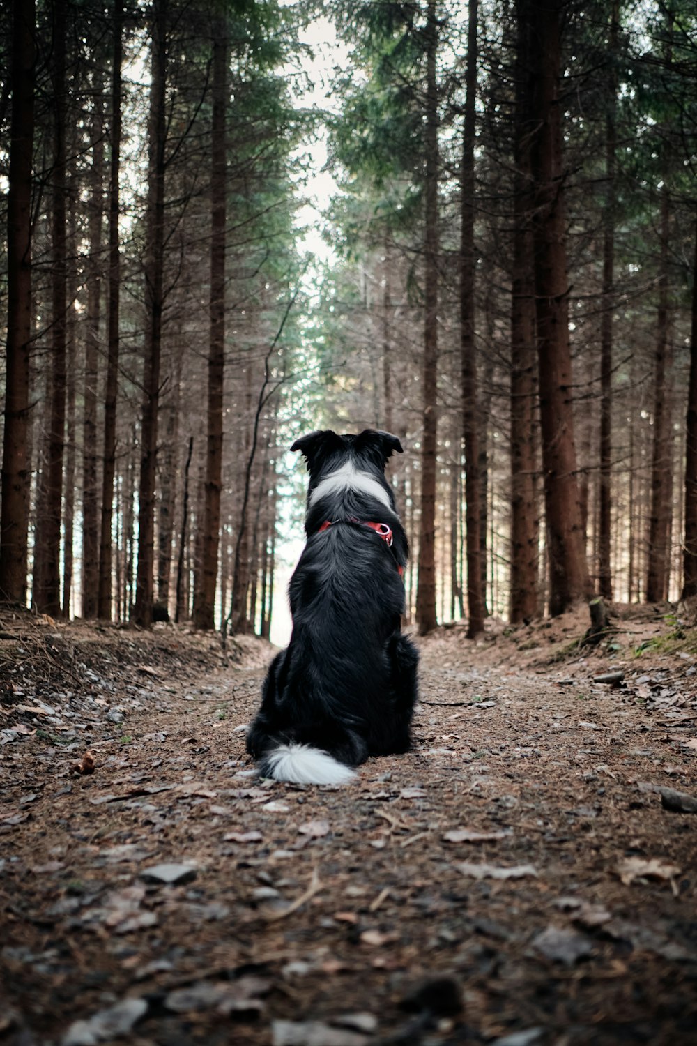 black and white border collie sitting on ground surrounded by trees during daytime