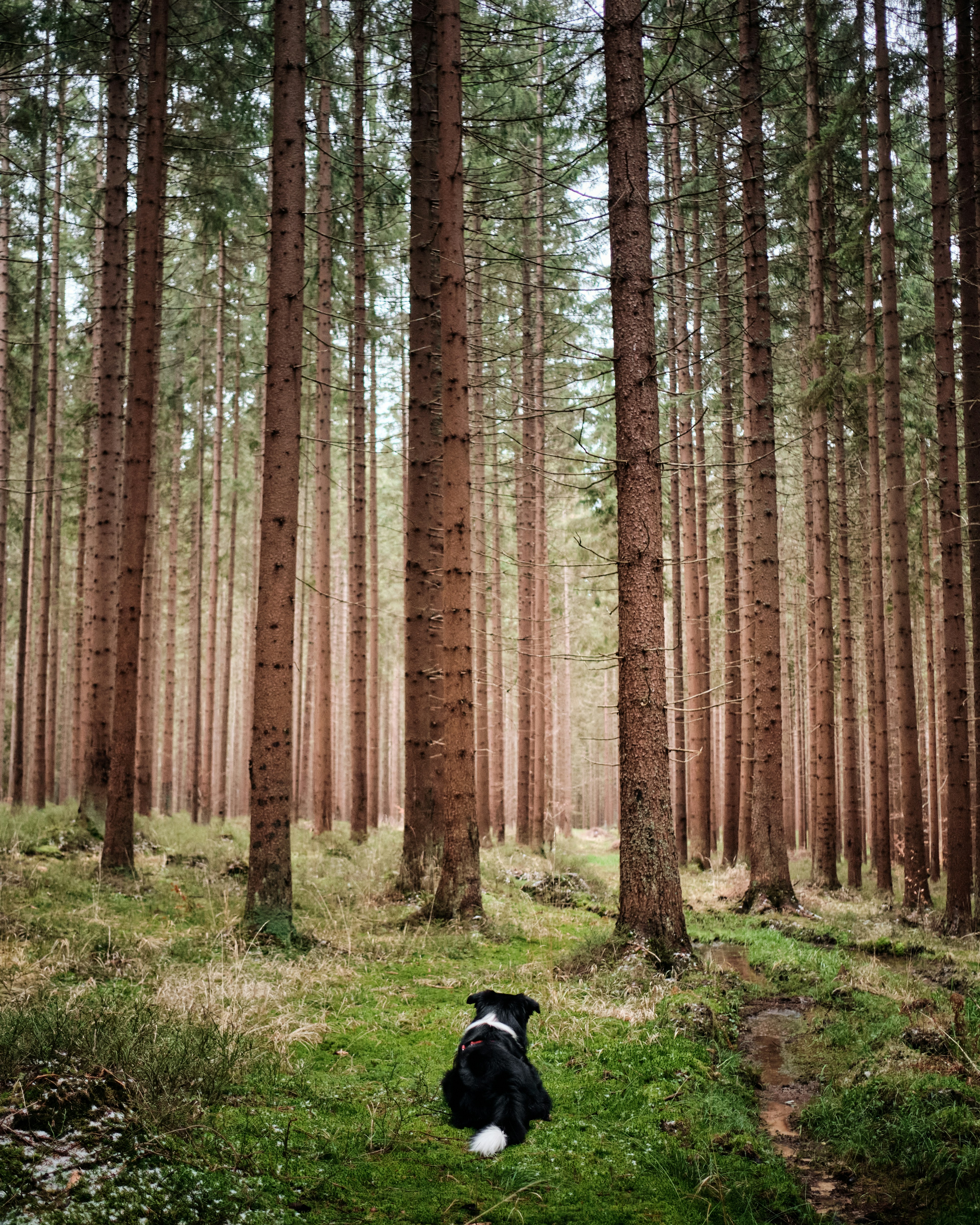 black labrador retriever on green grass field near brown trees during daytime
