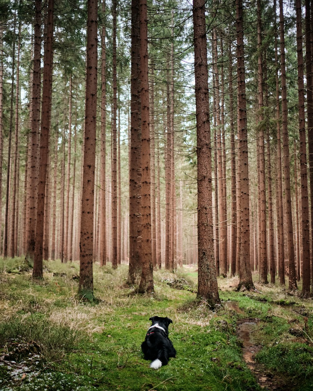 black labrador retriever on green grass field near brown trees during daytime