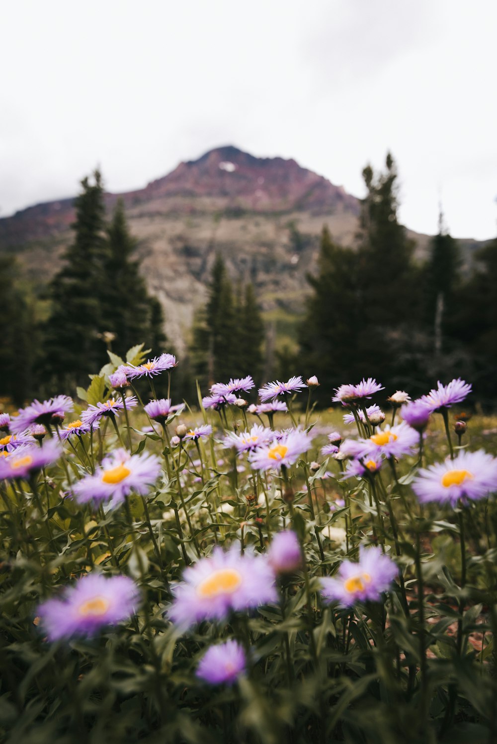 Fiori viola e bianchi vicino a Brown Mountain durante il giorno