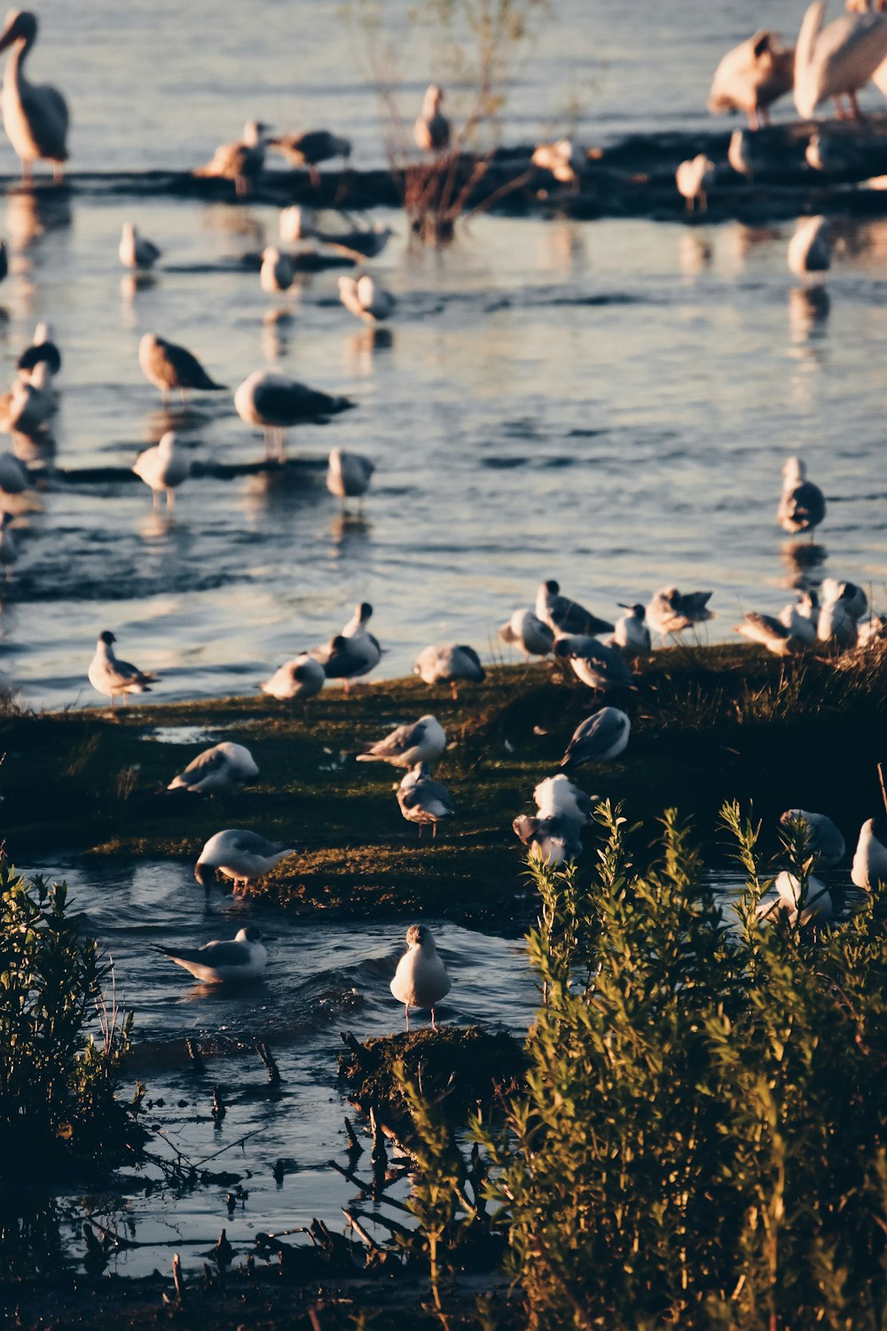 昼間の水上の白い鳥の群れ