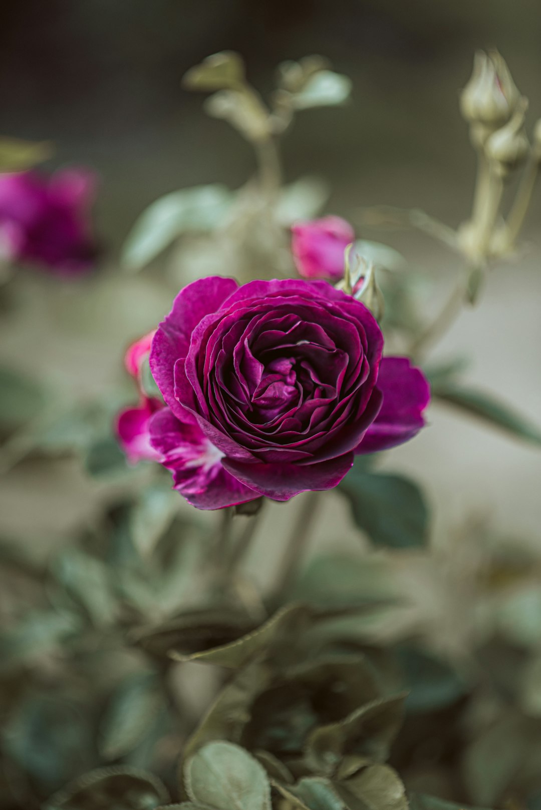 pink rose in bloom during daytime