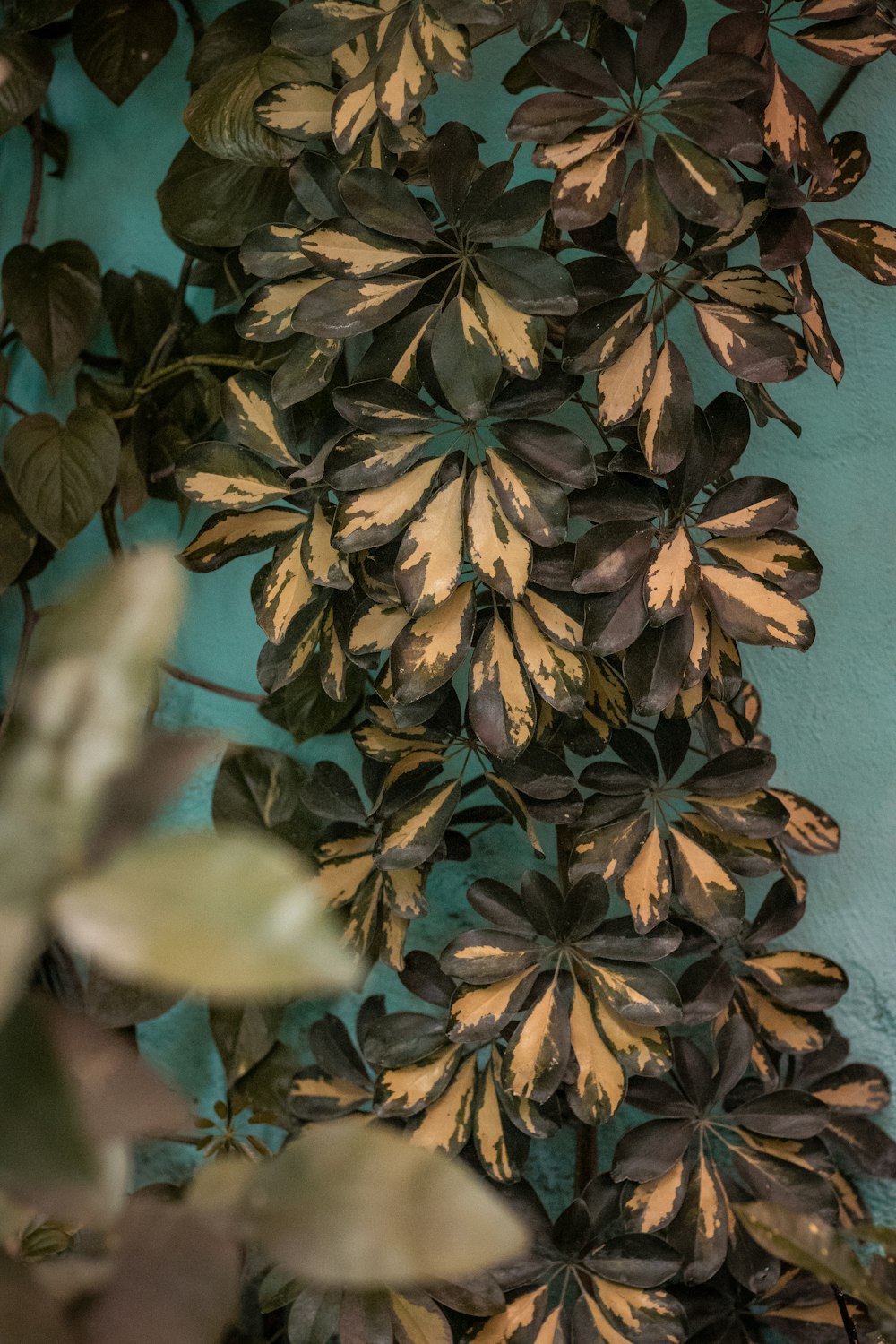 folhas marrons na parede de concreto azul