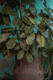 A large plant with broad green leaves sits in a decorative clay pot. The background features a teal-colored wall, adding a contrasting backdrop to the dark green foliage. The plant appears lush and healthy, with the pot exhibiting intricate patterns.