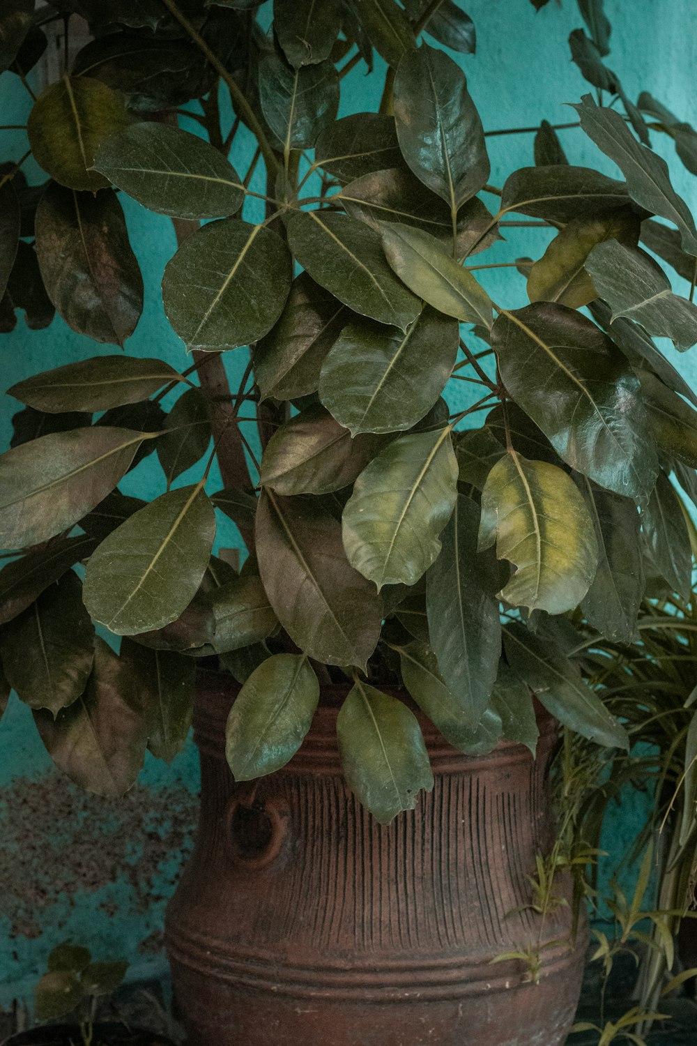 green and brown leaves on brown wooden fence