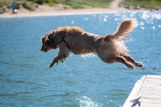 dogAdvisor | dog Advisor | dogadvisor.dog | dog Advisor