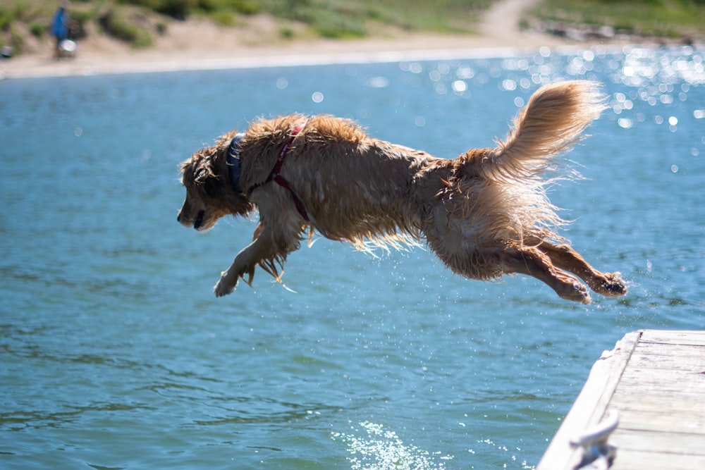 golden retriever running on water during daytime