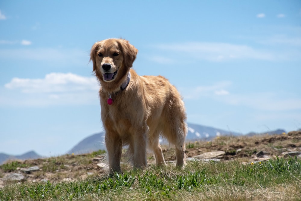 golden retriever walking on green grass field during daytime