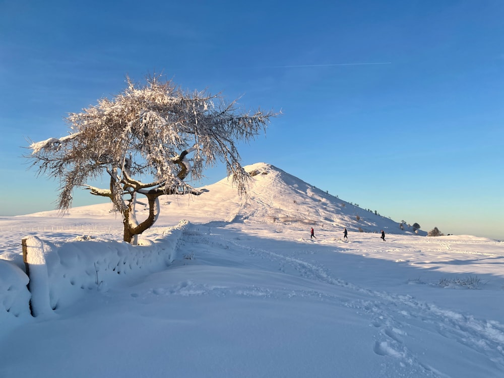 grüner Baum auf weißem, schneebedecktem Feld unter blauem Himmel tagsüber