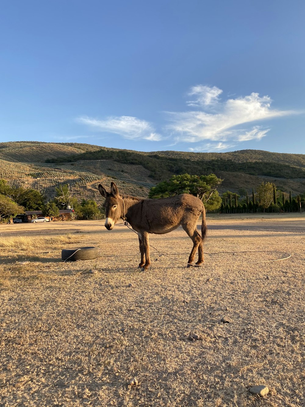 brown horse on brown field during daytime