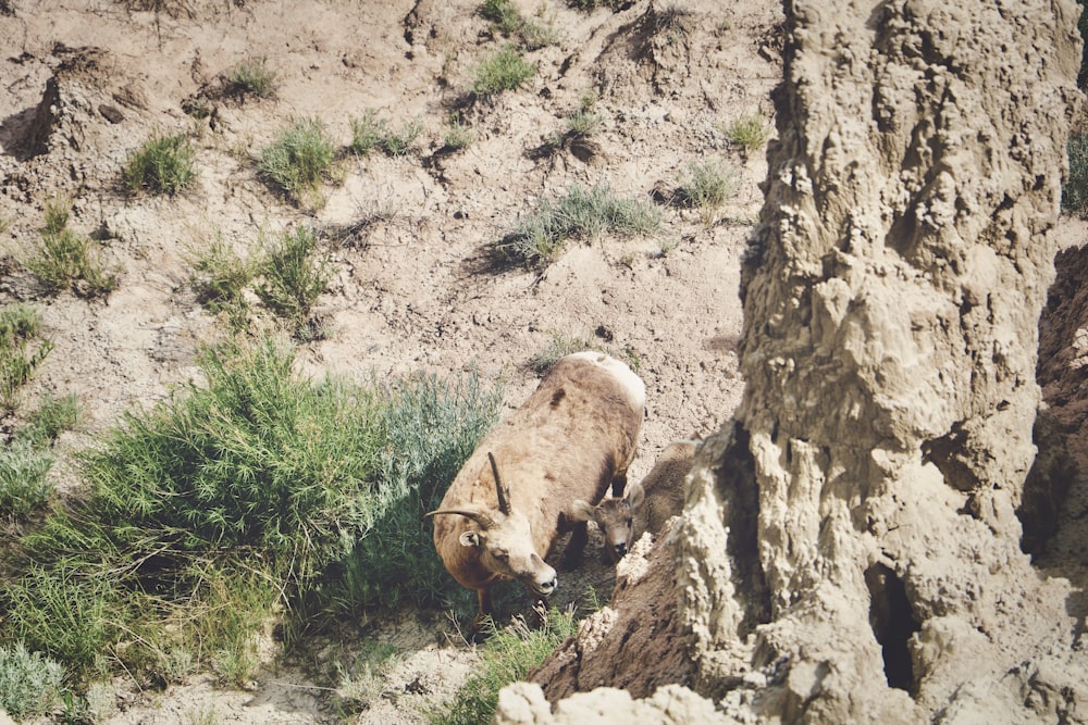 brown animal on brown rock
