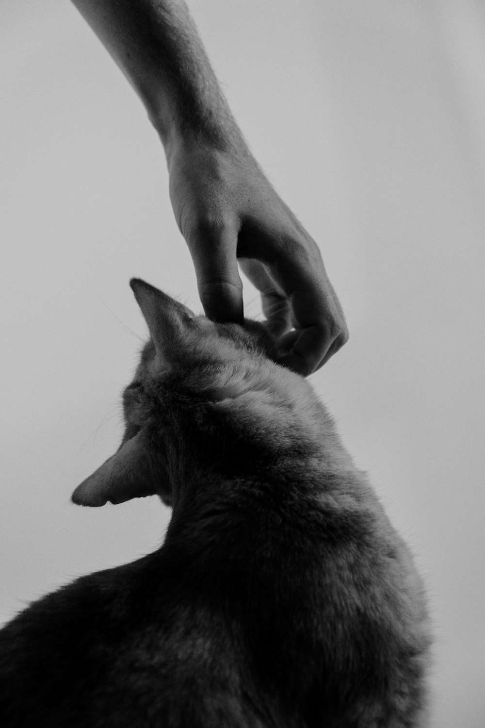 grayscale photo of person holding cat