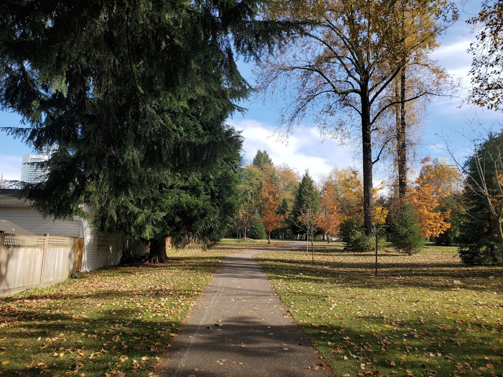 gray concrete pathway between green grass field and trees during daytime