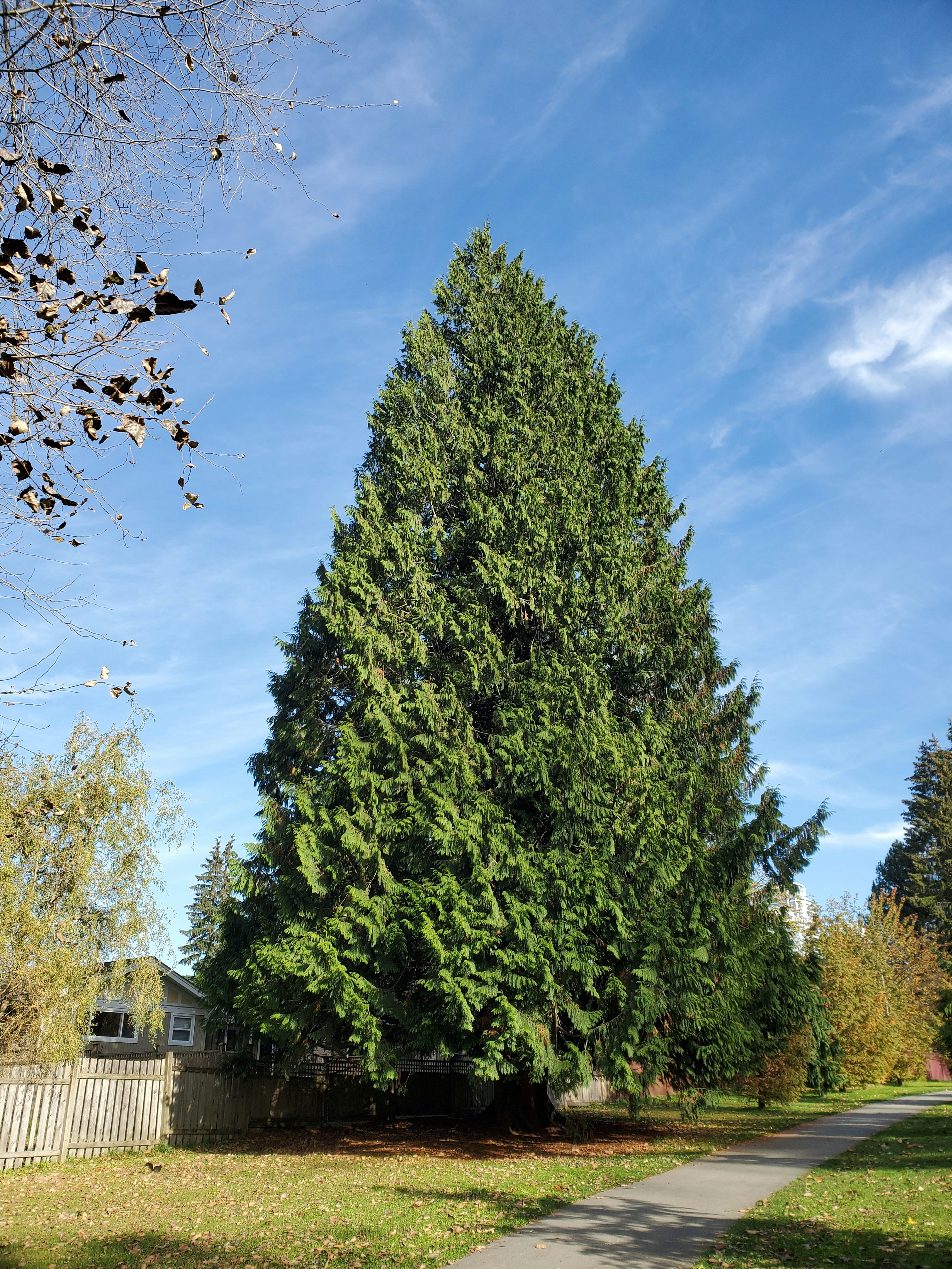 green trees under blue sky during daytime
