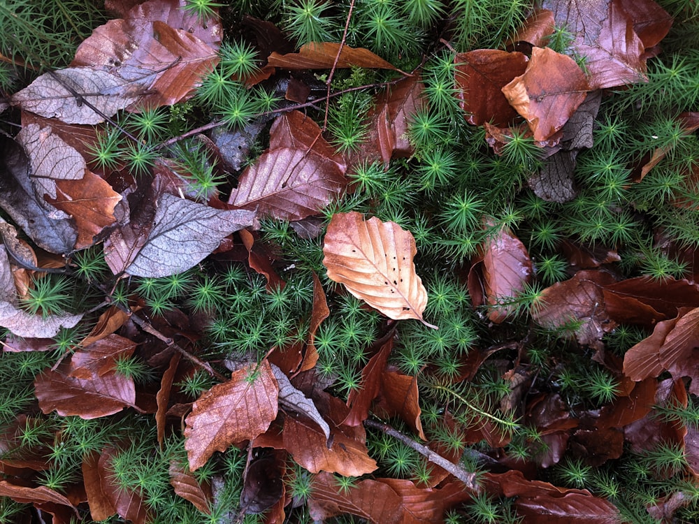 Feuilles séchées brunes sur le sol