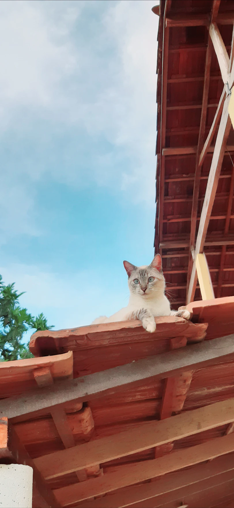 brown tabby cat on brown wooden roof during daytime