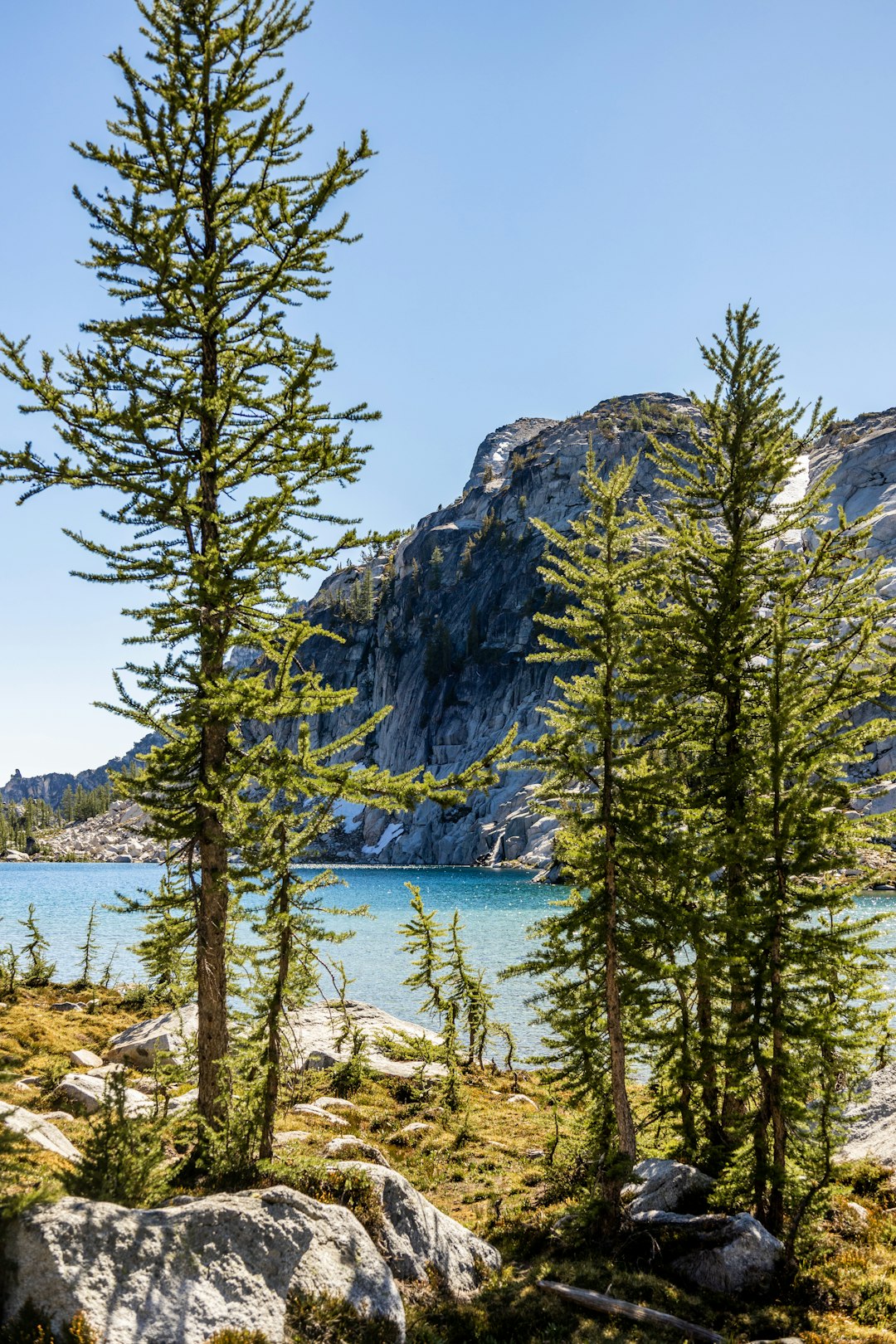 green pine tree near body of water during daytime