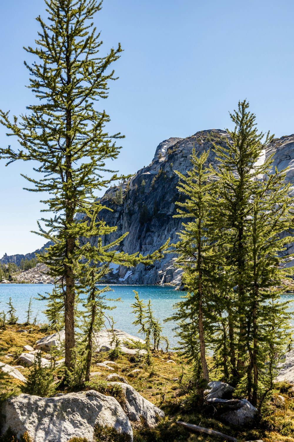 green pine tree near body of water during daytime