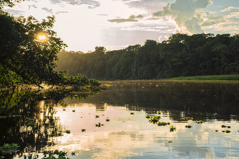 green trees beside body of water during daytime