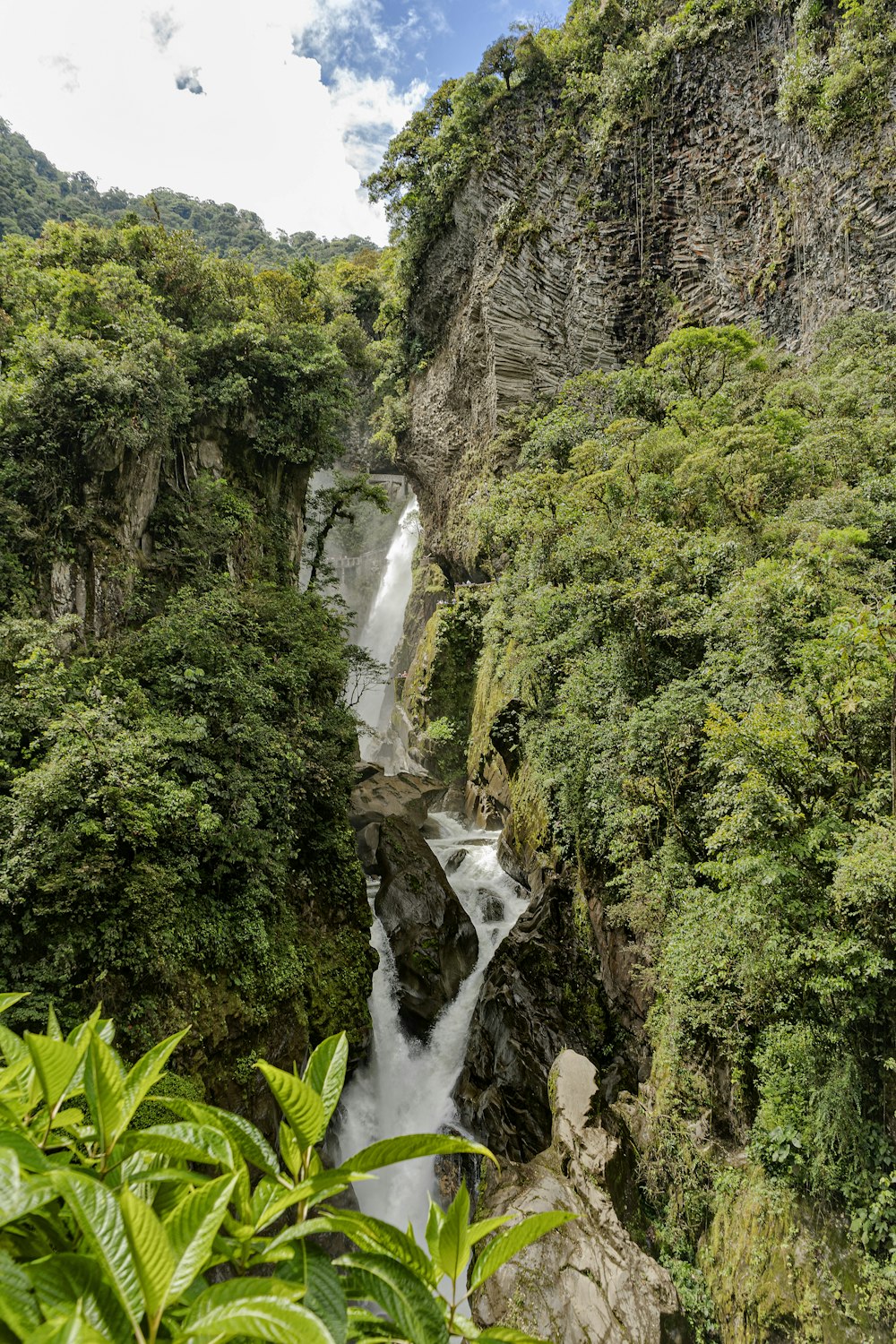 green trees and plants near river during daytime